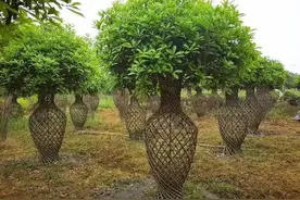 一棵树卖26万？只要你不嫌它慢，这3种树，养的越大越值钱图片