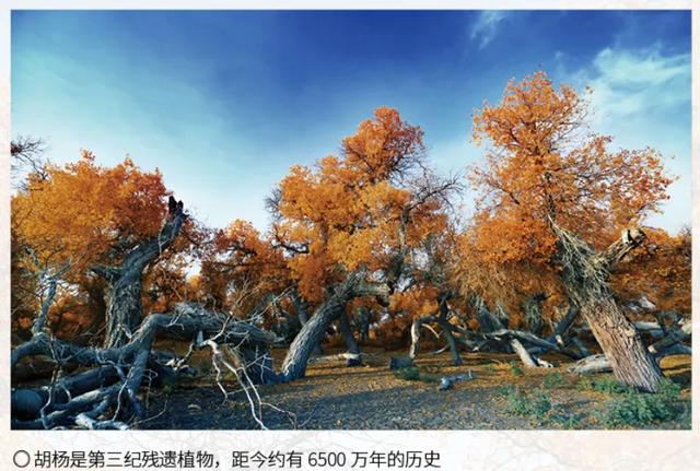 十月限定！“神树”胡杨林定格最美秋天