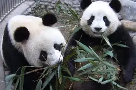 养不起了！欧洲国家突然违约退返中国大熊猫，是该夸还是该骂？图片