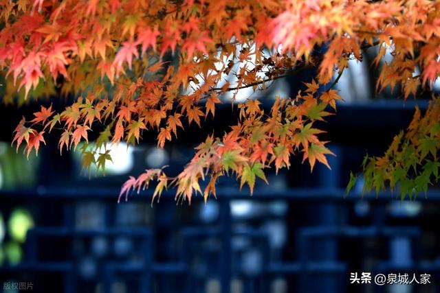 大雪——冬季第三个节气