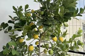 阳台上种柠檬，记住这5招，果子多到送邻居图片