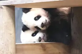 睿宝辉宝，今天出道——快来为我们加油吧图片