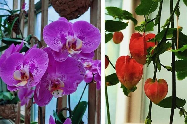 北京世界花卉大观园 四季繁花的梦幻天地