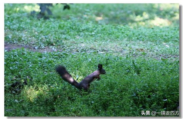 沈阳东陵郊野公园“精灵”出没