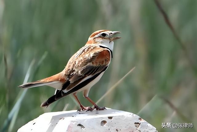 一只都不许抓！甘肃7人捕获40余只，自玩还出售，获刑2年罚21万