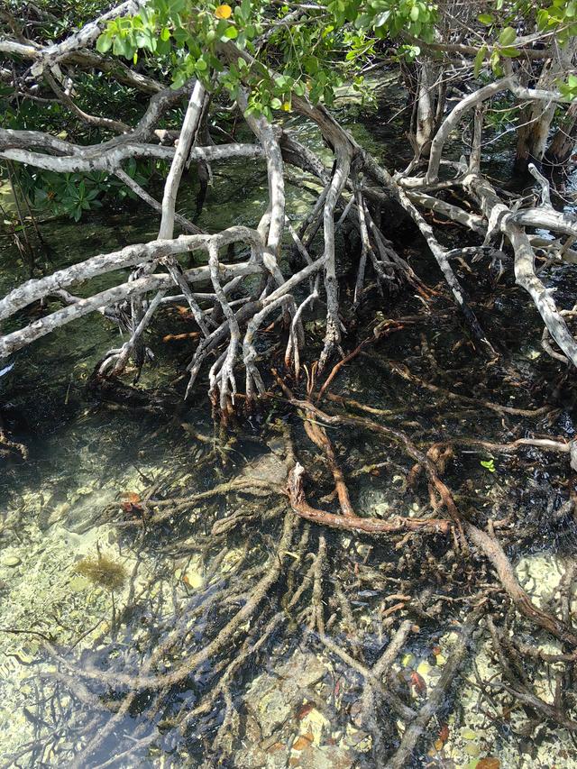 古巴——我的境外旅游第十站（第二篇）