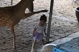 笑麻了！女儿被梅花鹿胖揍，爸爸狂追百米给女儿报仇，评论区笑死图片