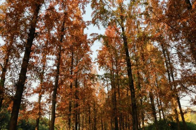 郫都水杉红了！抱着手机猛拍，被这限定美景狠狠惊艳