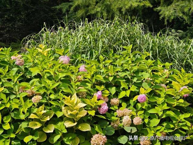 太原盛夏：公园里的花事盛宴