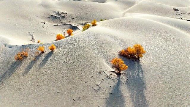 出片率100%！赴一场沙漠胡杨的金色之约