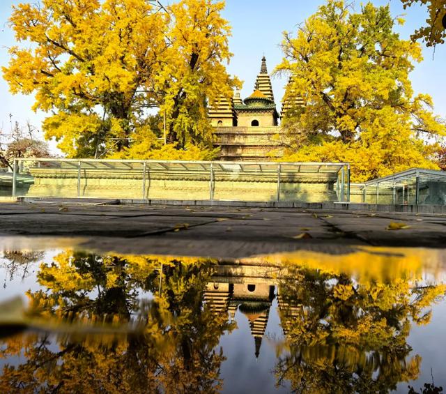 2025北京赏秋秘籍|避开人潮,独享紫禁城外的金色浪漫