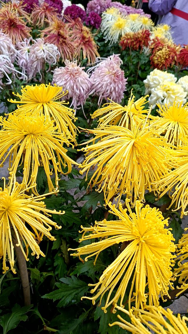 快乐之旅一一开封之旅纪实之一