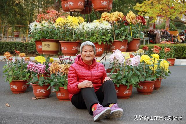 携老伴虹桥花园赏菊（上）
