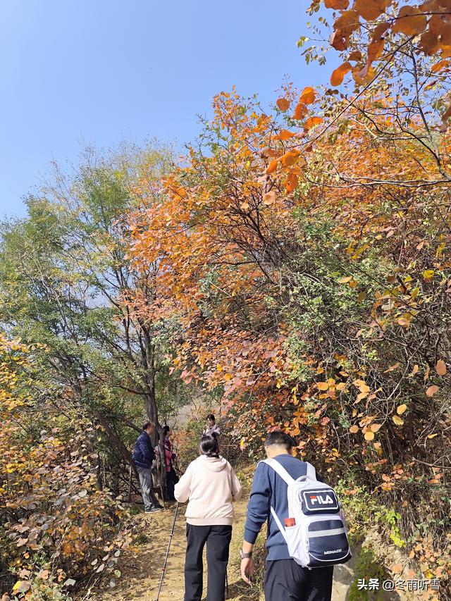 又见山山红叶飞