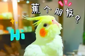 吸猫撸狗还不够？这届年轻人开始对鸟下手了...图片