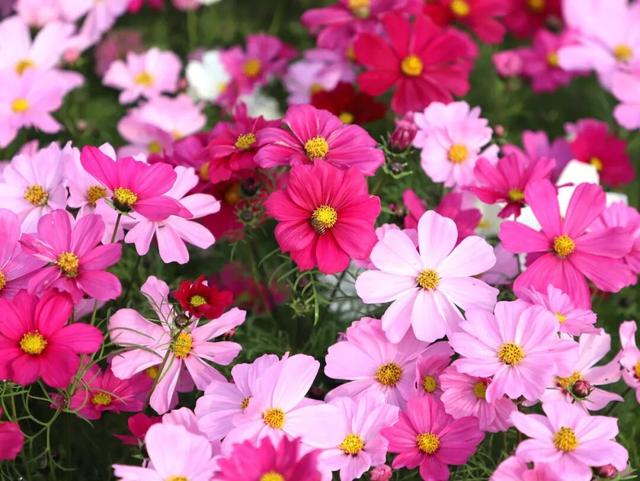 太美了！平南这里有一大片格桑花海