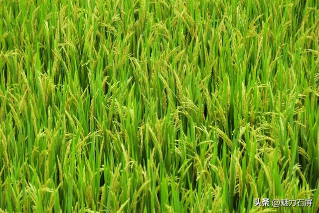 稻浪翻滚时，来赴一场摸鱼狂欢！8月23日丰收节限定快乐上线