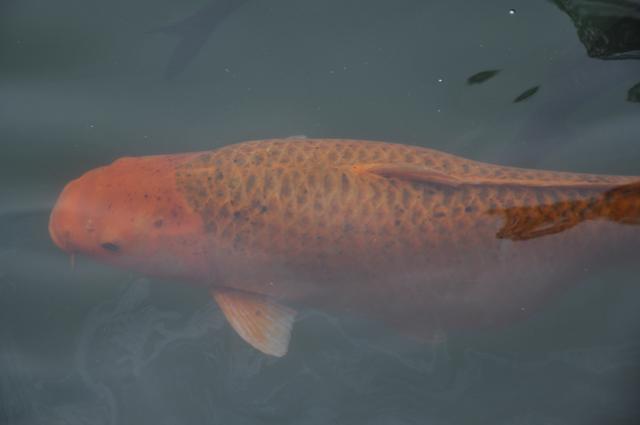 文化寻根 源远流长 拍摄张德富