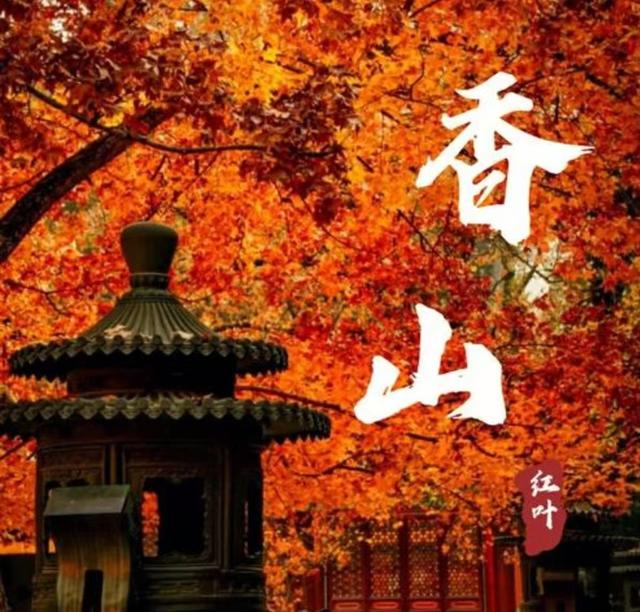 北京香山红叶