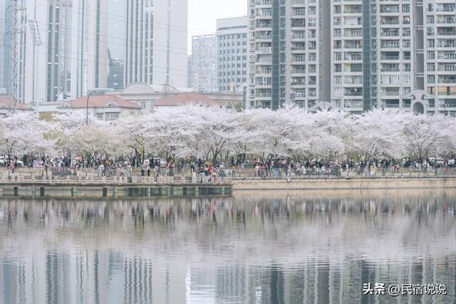 武汉赏樱花秘境，一篇告诉大家