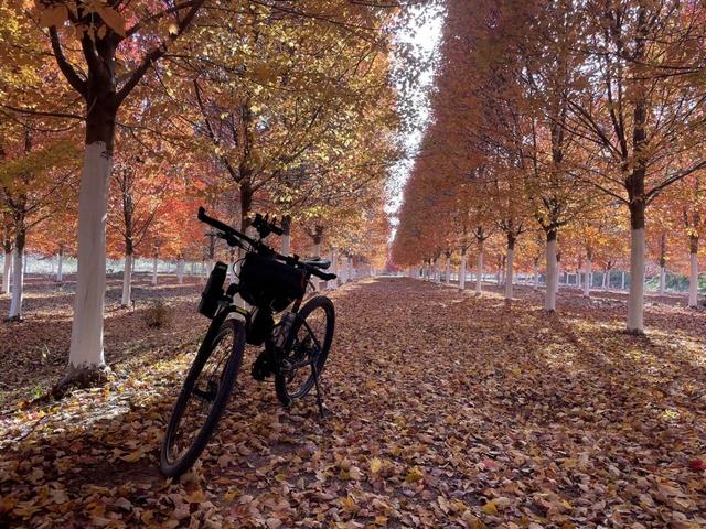 大美六合老虎岗枫叶绝美