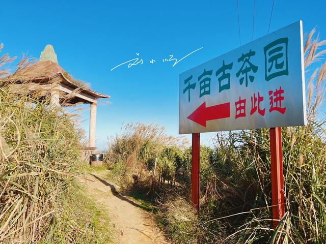 广东潮州这座“凤凰山”不简单：既盛产名茶，更是畲族发源地？