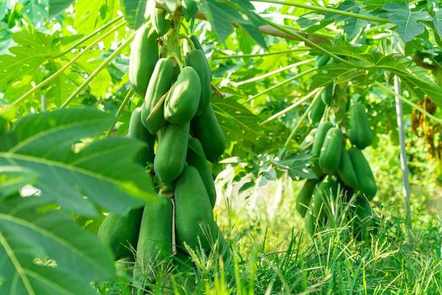 南海贤鲁岛成短途度假好去处！赏花、骑行、摘果一站式浪漫体验