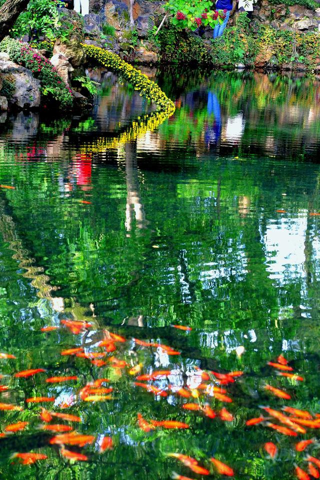 惠山古镇丨姹紫嫣红菊又来