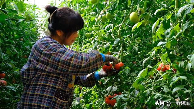从杏花微雨到石榴盛火：礼泉烟昭路的三季花事