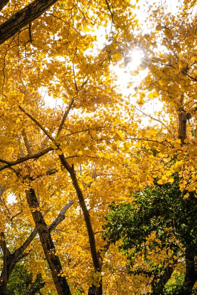 东山这棵树龄2000岁的“银杏王”,已在观赏期