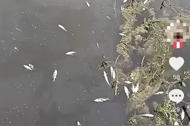 四川广安一河段现大量死鱼，官方回应原因图片