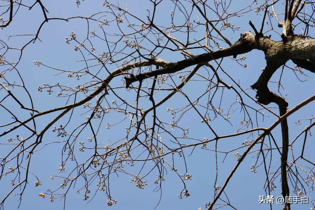 上海：闵行“小外滩”的乌桕“换妆”秋意浓错过成“遗憾”