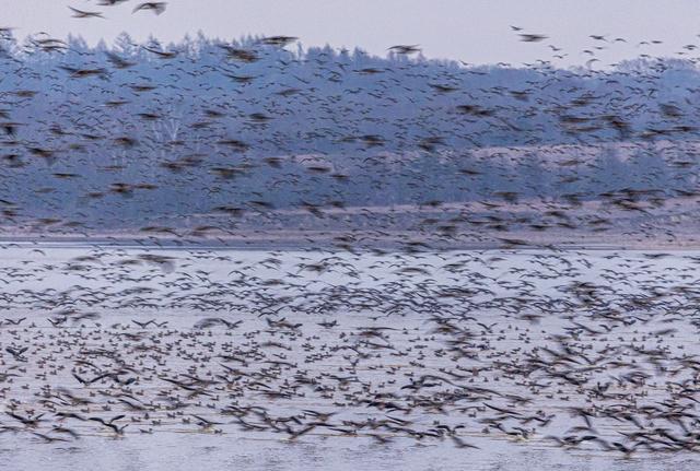 “乌秧乌秧”超壮观！“天上来客”为珲春送来限时美景