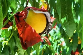 脆吃清甜爽口，软吃细腻多汁，地产黄桃轮番上市→图片