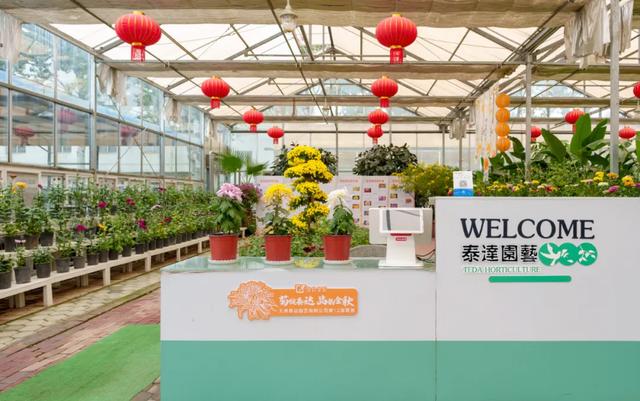 今日开幕！来泰达看百菊争艳