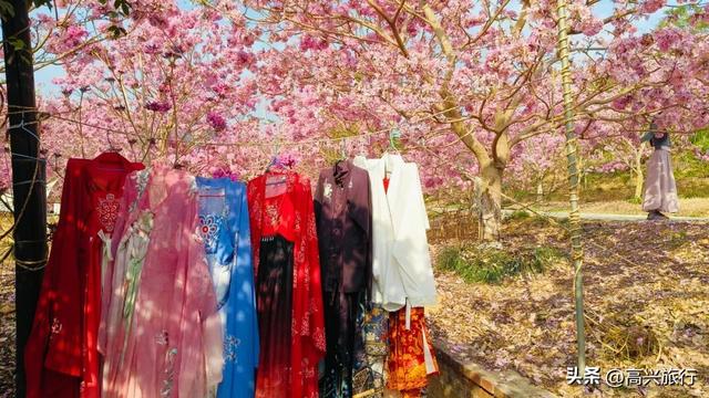 新会大泽绿美生态园太梦幻了，6000株紫花风铃开成童话花海