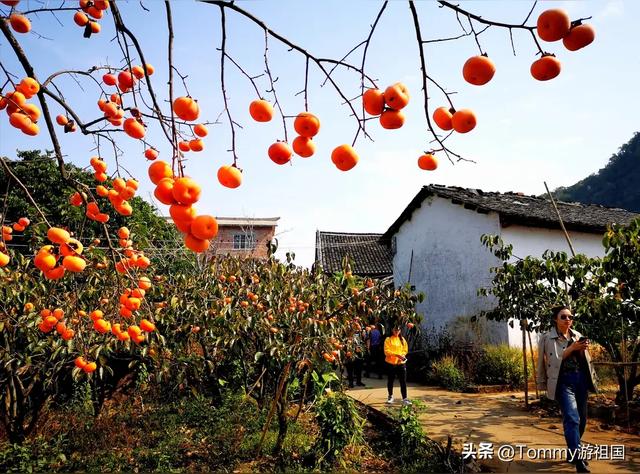 开着房车去流浪,打卡桂林恭城红岩村,漫山遍野柿子红