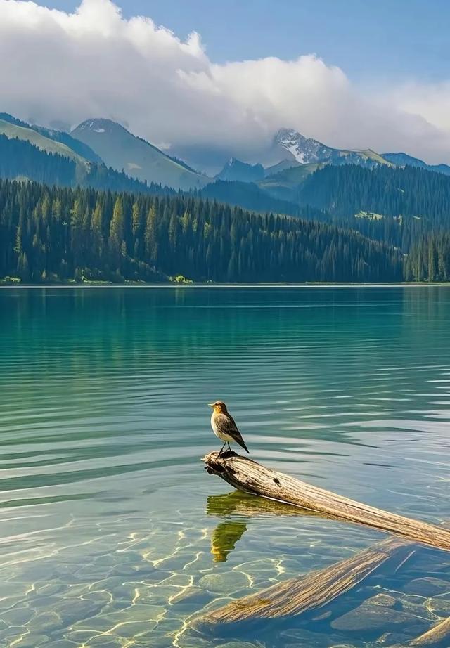 #美丽风景 #蓝天白云绿草地 #自然风光