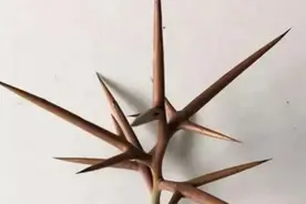 这届网友什么都敢盘：癞蛤蟆、鸡腿、八角、轴承都被盘的锃光瓦亮图片