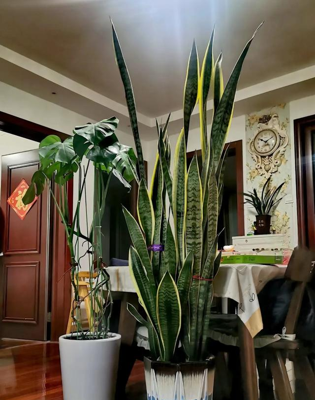 山东一大叔，因“卧室虎皮兰成树”而走红，那叫一个壮观，真治愈