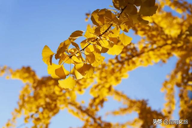 昆明冬日限定的金色浪漫,已加载完成!就藏在昆明这条街……