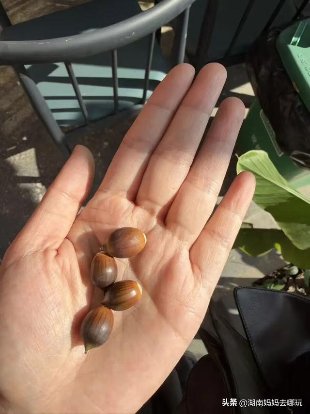 遛娃休闲两不误，在长沙“小禾木”邂逅12月初的灿烂风光！