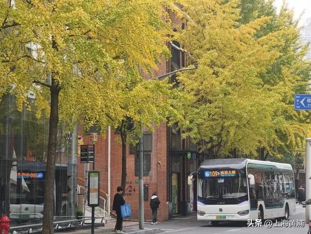 局门路银杏渐入佳境，引路人纷纷驻足打卡