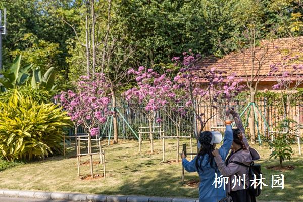 柳州市动物园紫花风铃木悄然盛放
