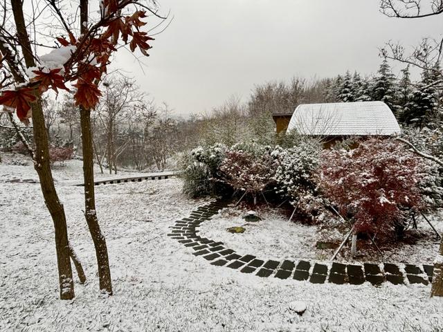 瑞雪飘然而至中国海滨城市青岛