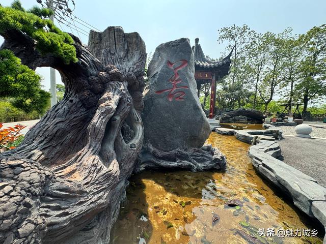 璧善堂中医馆后花园：藏在草木间的中医温情与文化密码