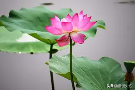 10首荷花诗词，惟有绿荷红菡萏，唯美了整个夏天图片