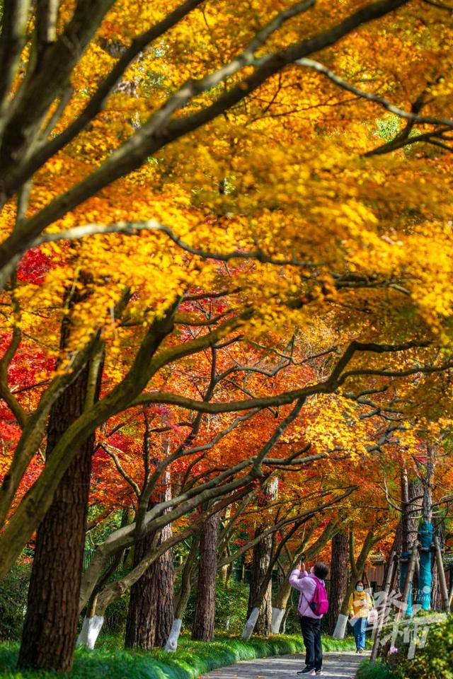 杭州最近美“枫”了，红枫和鸡爪槭还“傻傻分不清楚”？