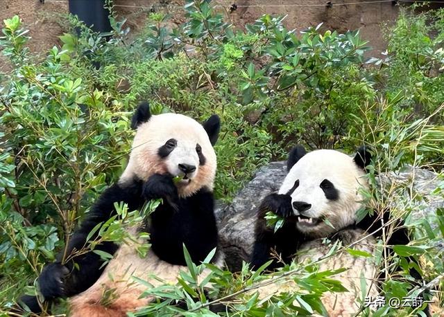 没有回旋余地，中国下令直接收回，17万日本人泪奔，高市闯祸了！