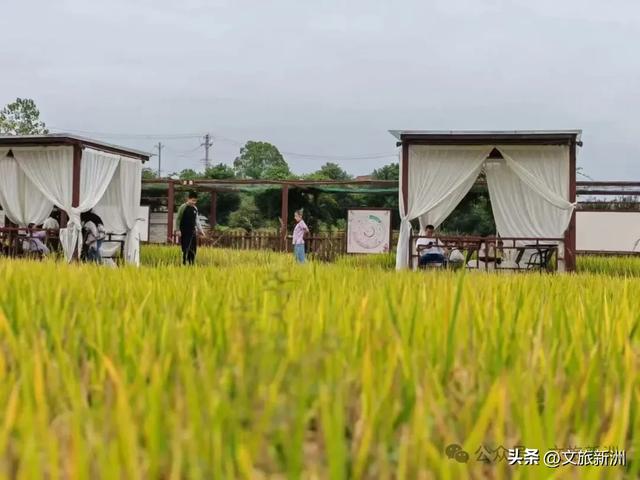 57万人次来打卡！“双节”假期新洲绽放别样精彩